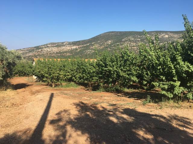 (For Sale) Land Agricultural Land  || Arkadia/North Kynouria - 15.000 Sq.m, 150.000€ 