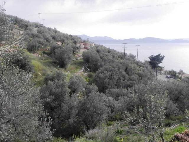 (For Sale) Land Agricultural Land  || Arkadia/North Kynouria - 4.200 Sq.m, 90.000€ 