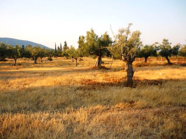 (Προς Πώληση) Αξιοποιήσιμη Γη Αγροτεμάχιο || Ν. Αρκαδίας/Βόρεια Κυνουρία - 20.000 τ.μ, 250.000€ 