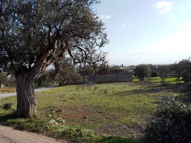 (For Sale) Land Agricultural Land  || Arkadia/North Kynouria - 800 Sq.m, 25.000€ 