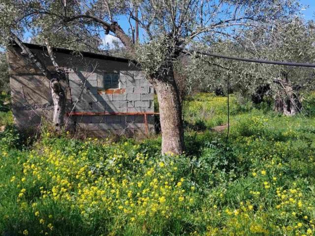(For Sale) Land Agricultural Land  || Arkadia/North Kynouria - 3.285 Sq.m, 22.000€ 
