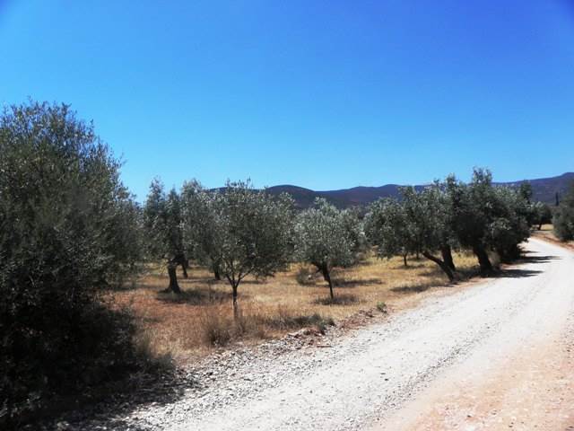 (For Sale) Land Agricultural Land  || Arkadia/North Kynouria - 3.850 Sq.m, 40.000€ 
