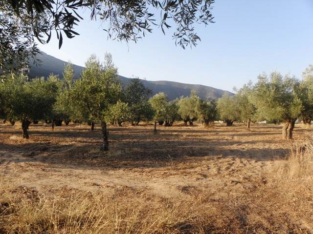 (For Sale) Land Agricultural Land  || Arkadia/North Kynouria - 4.750Sq.m, 80.000€ 