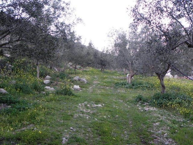 (For Sale) Land Plot || Arkadia/North Kynouria - 900Sq.m, 60.000€ 